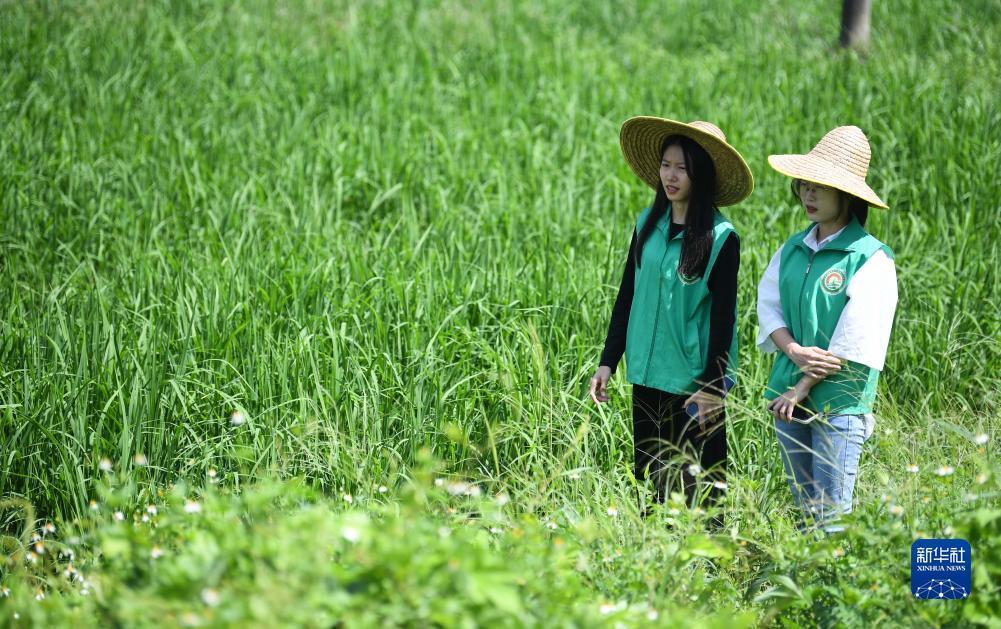 菠菜网代理